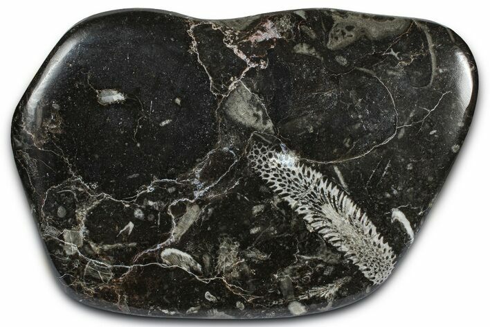 Polished Devonian Fossil Coral and Bryozoan Plate - Morocco #365126